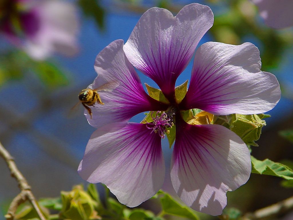 bees-purple-flowers.jpg