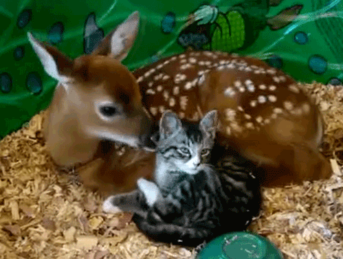 003-funny-animal-gifs-deer-and-kitten.gif