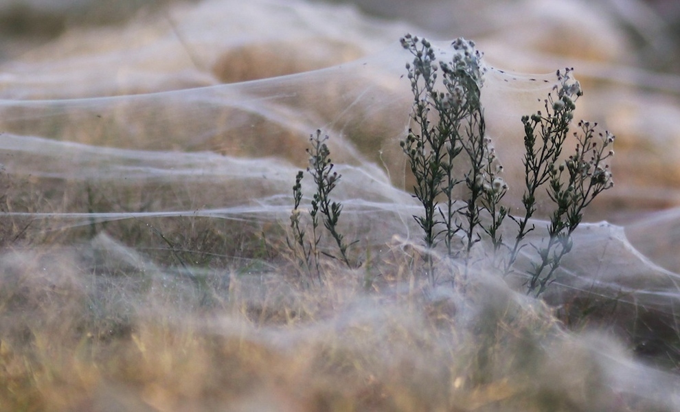 amazing-spider-web-forest-004.jpg