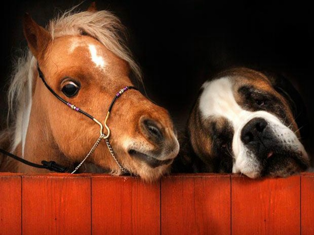 Cute_Pony_And_Saint_Bernard_Wallpaper_ttwux.jpg