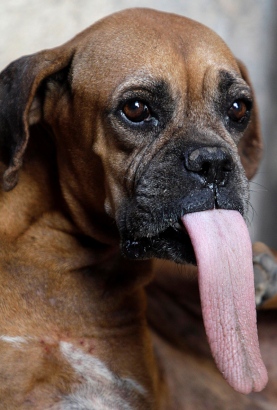 Dog+with+long+tongue+-+The+Laughing+Pet.jpg