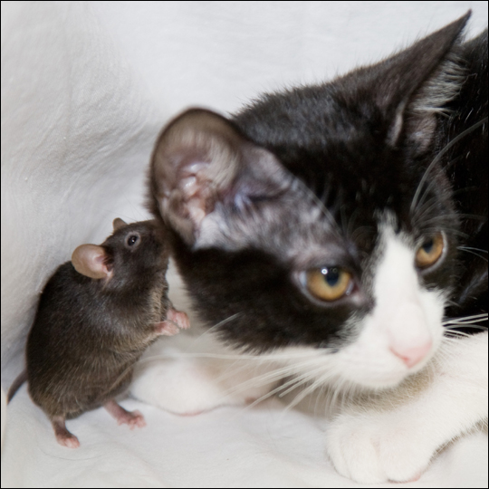 fearless-mouse-540x540.jpg