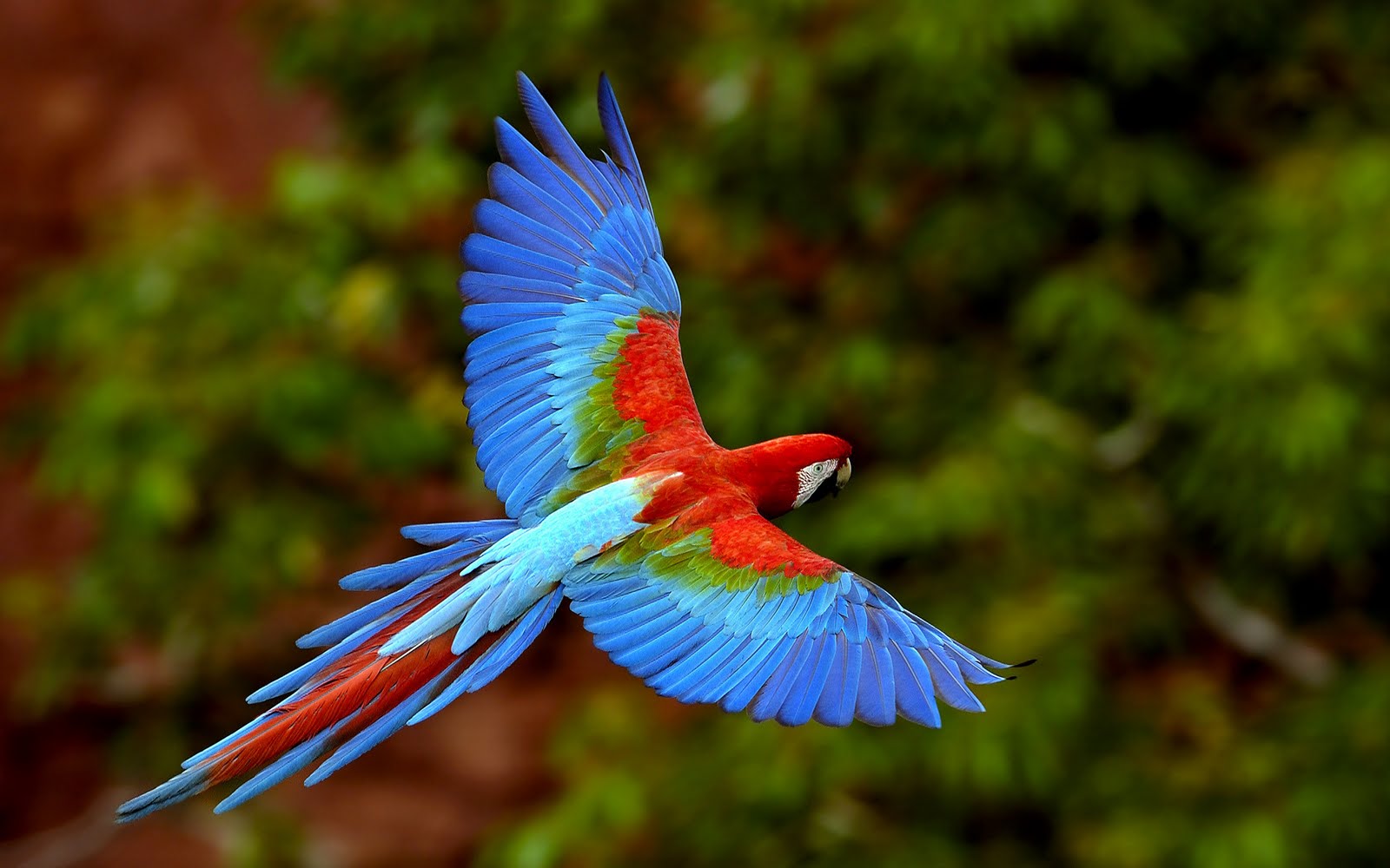 Beautiful_colorful_bird_wallpaper01.jpg
