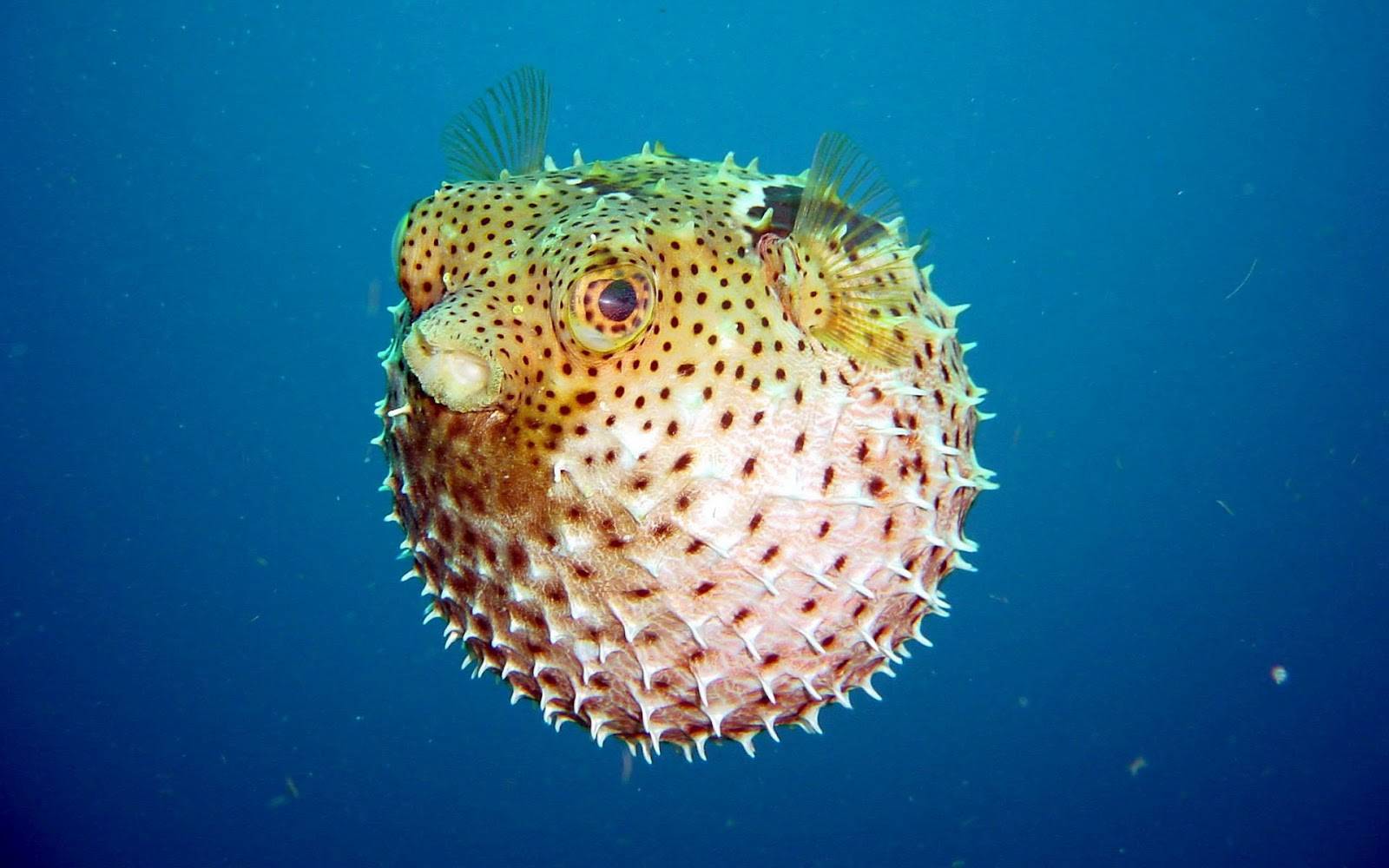 blowfish-sea-underwater.jpg