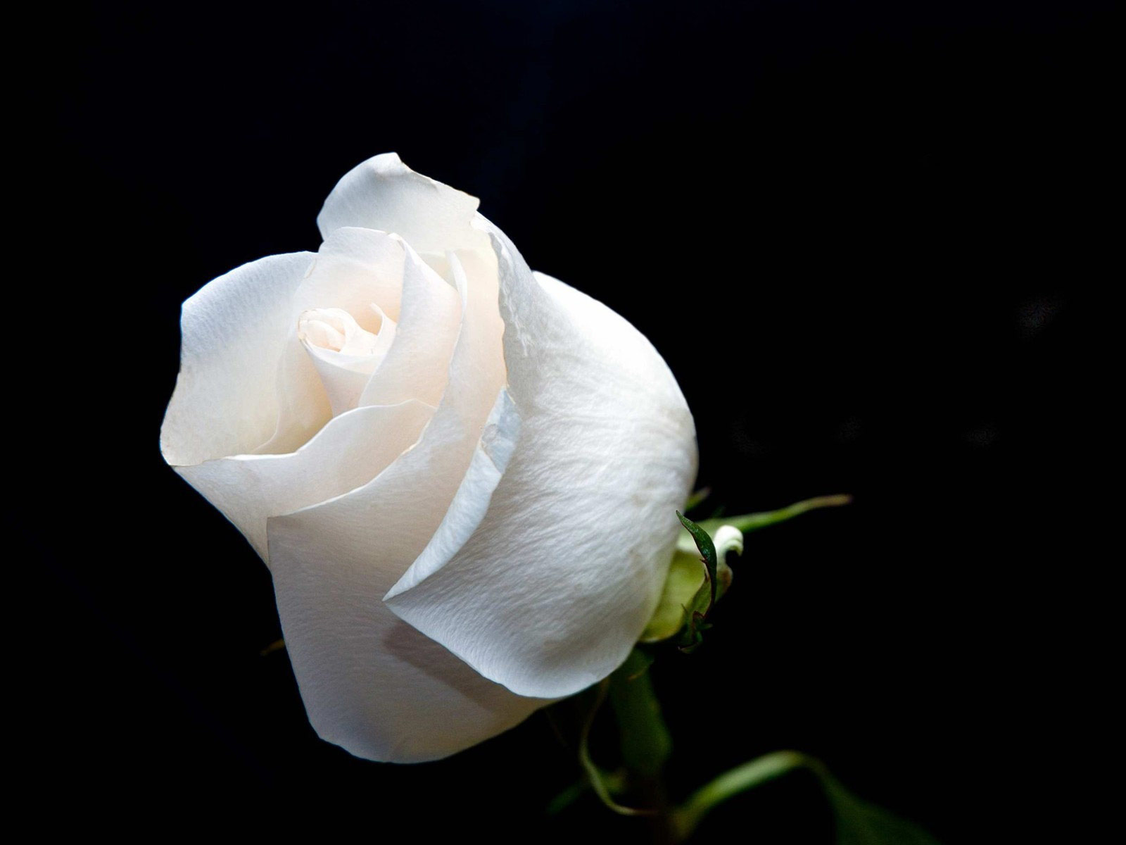 Gift_white_roses.jpg