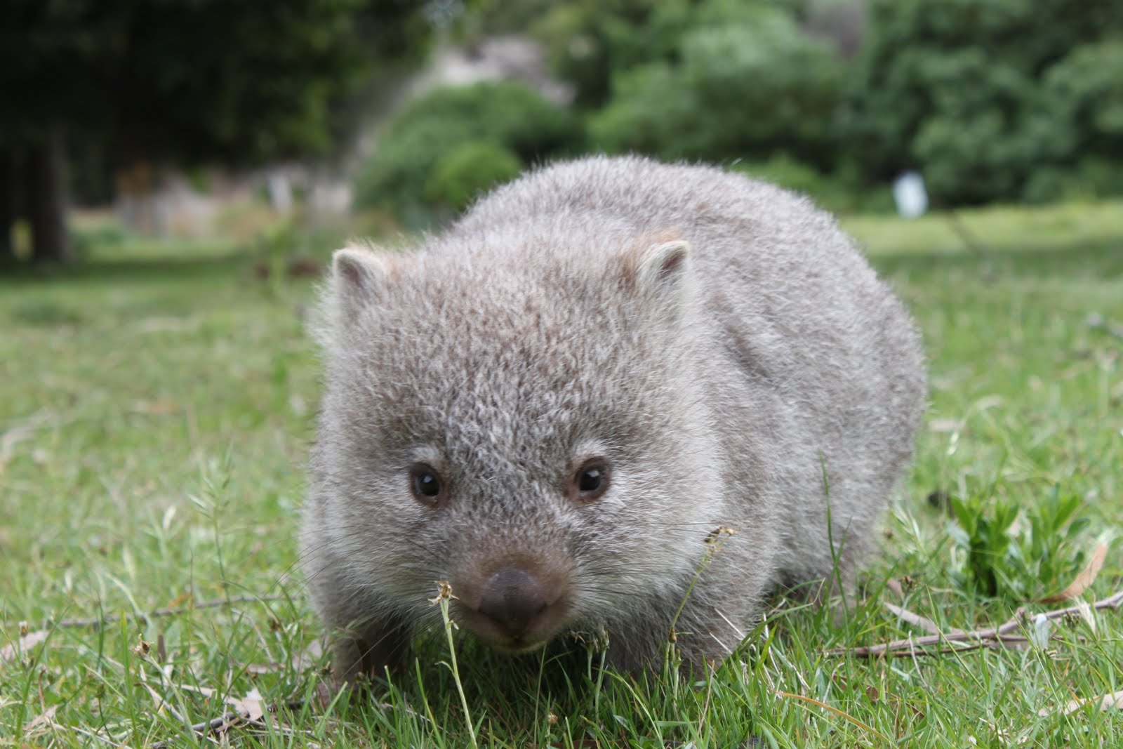 Wombat2.JPG