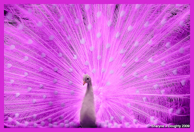 Pink_peacock-1.jpg