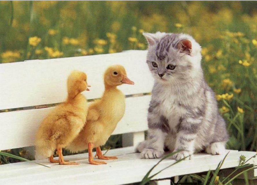 HD+Wallpaper+Animal+(Cutie+Cat+with+two+duck+daughter).JPG