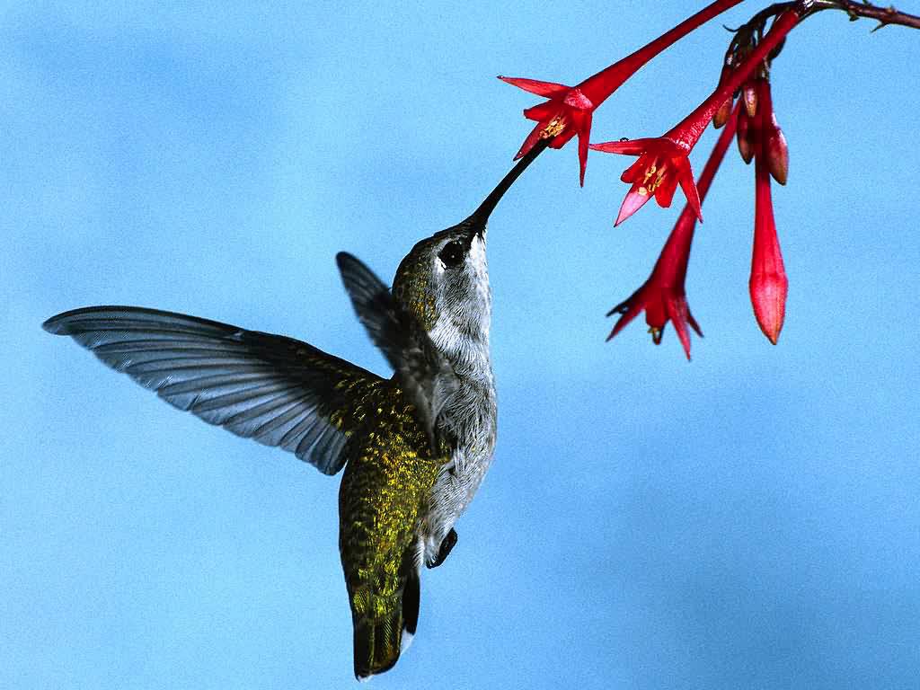 26+hummingbird.jpg