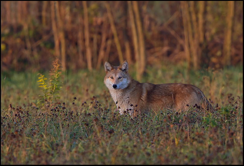 coyote-111212-127.jpg