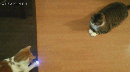 funny-cats-gifs-067-003.gif
