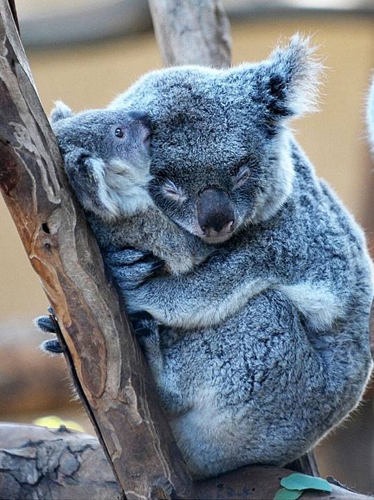 Cute-Koala-05.jpg