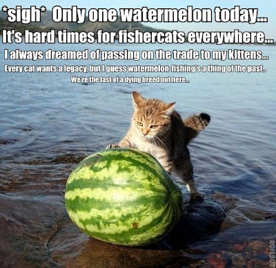 Watermeloncat.jpg