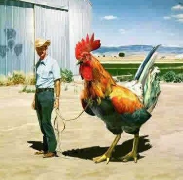 big_rooster.jpg
