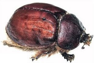 cochineal_beetle.jpg