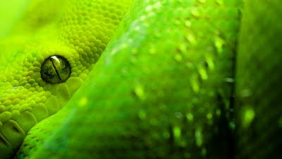 Colorful-Snakes+%288%29.jpg