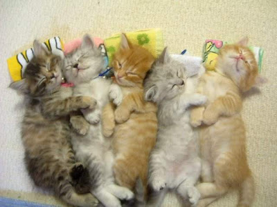 kittens-sleeping.jpg
