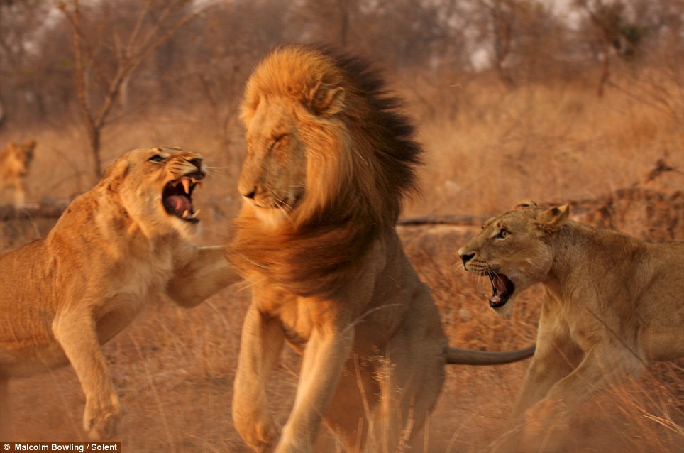 two+lionesses+launch+extraordinary+attack+on+a+threatening+male+1.jpg