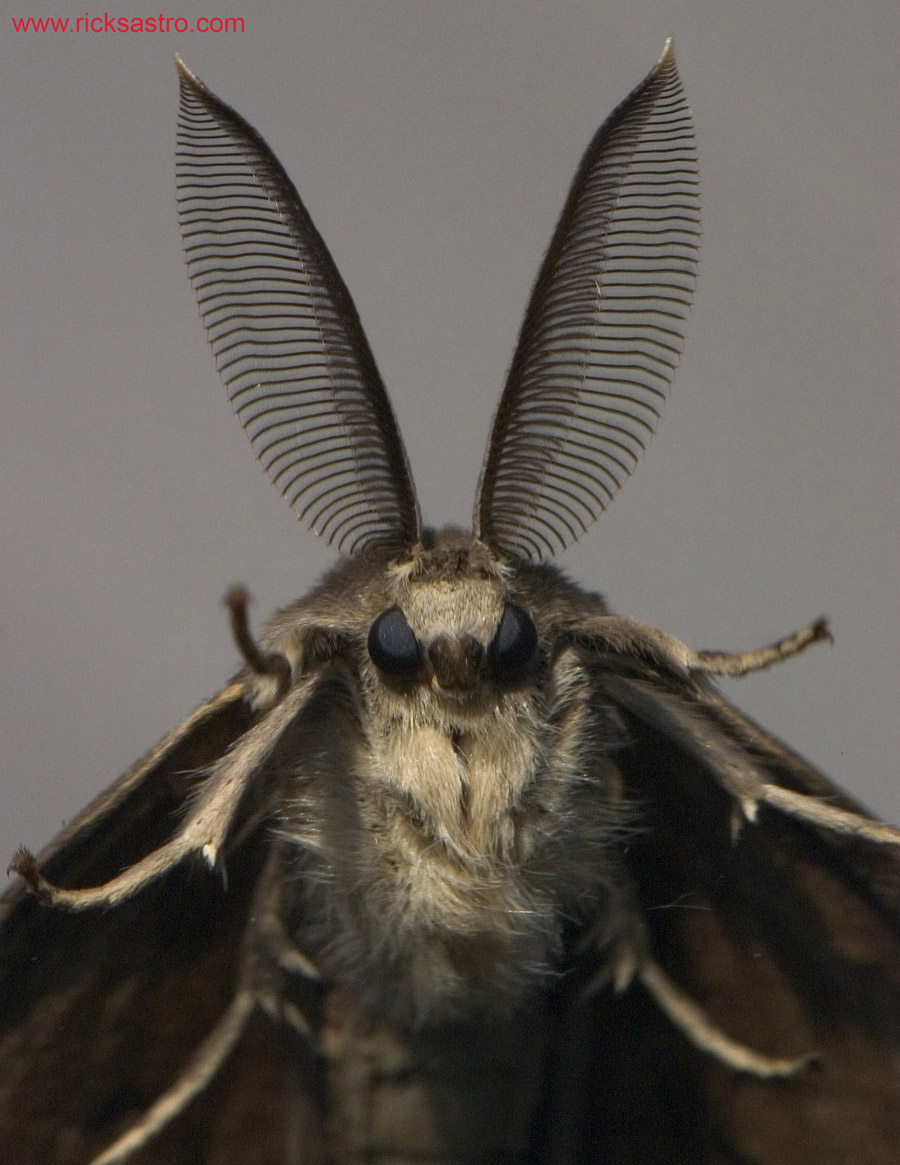 900_moth.jpg