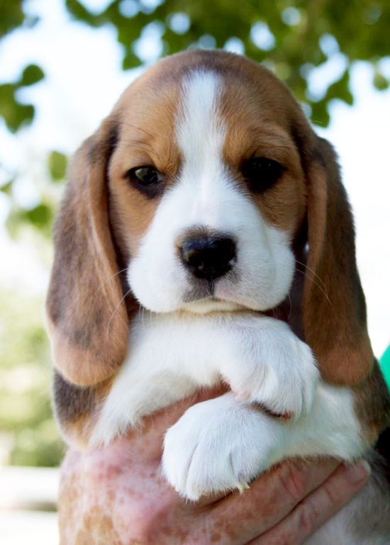 9+beagle+puppy.jpg