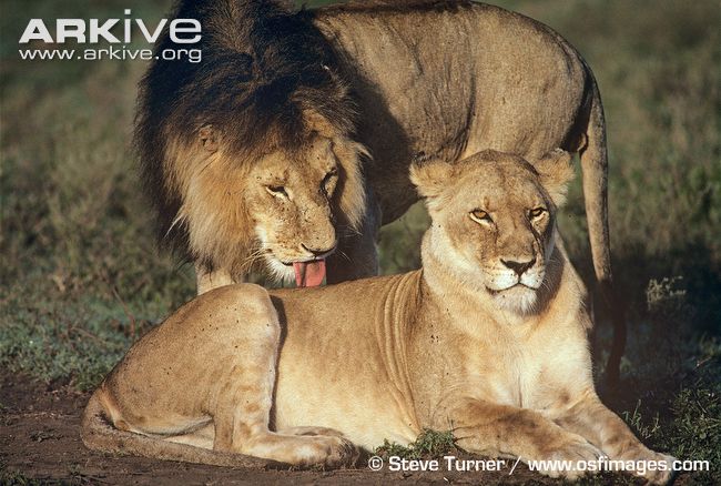 lion+and+lioness+pictures+5.jpg