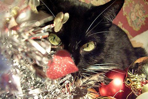 02-cat-christmas-wallpaper.jpg