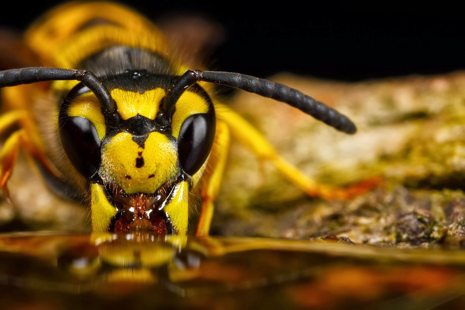 Bee-Macro-Photography-Wallpaper-HD.jpg