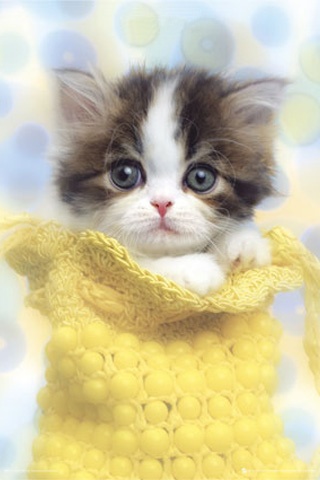 cute+cat+pictures+(14).jpg