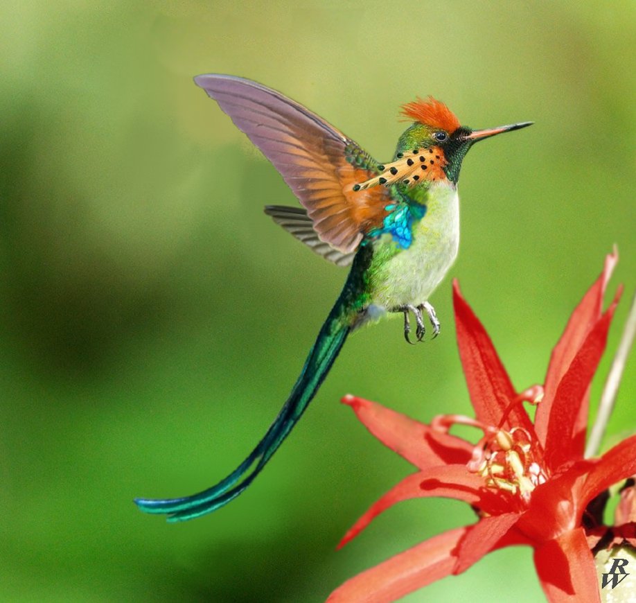 tufted_long_tailed_hummingbird_by_dwarf4r-d5ipomv.png