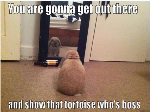 005-funny-captions-017-bunny-you're-gonna-get-out-there-and-show-who's-boss.jpg