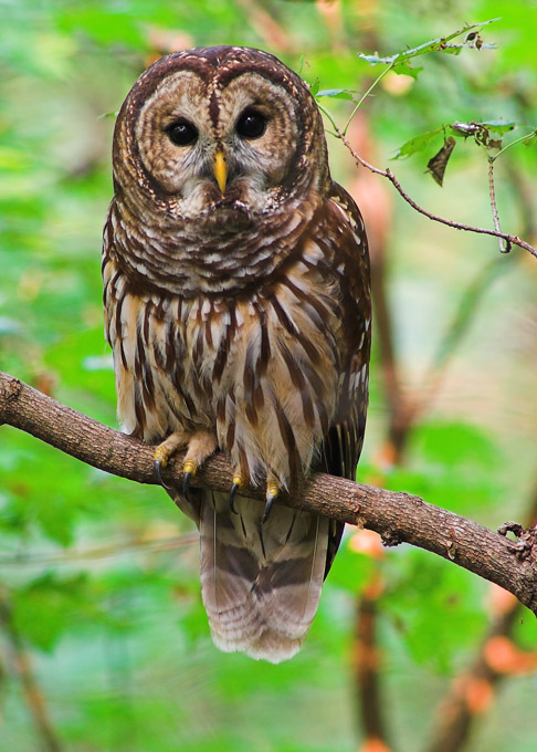 barred-owl%5B1%5D.jpg