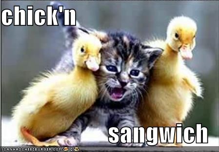 lolcats-funny-pictures-chicken-sandwich.jpg