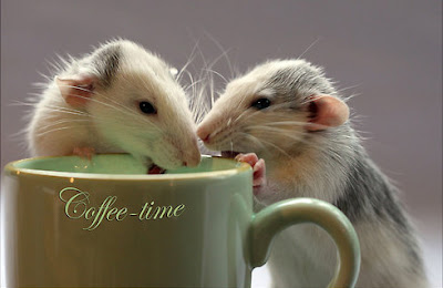 coffee-time+rats.jpg