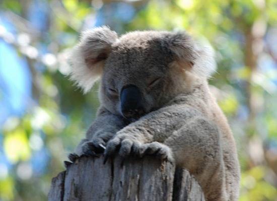 1.1235558760.cute-koala.jpg