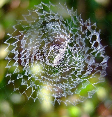 spiderweb-546.jpg