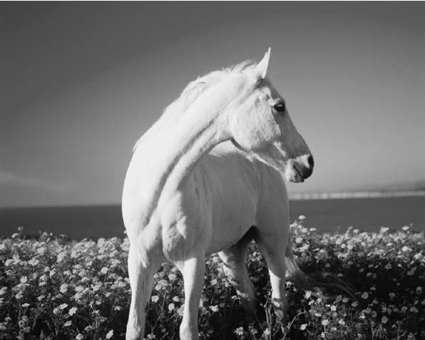 white+horse.jpg