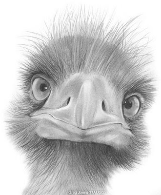 Emu002.jpg