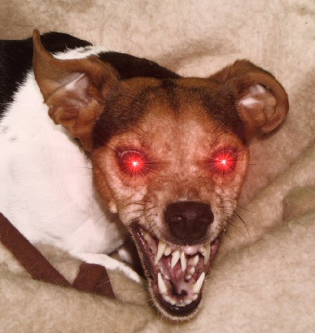 wild-dog-angry-terrier-pictures.jpg