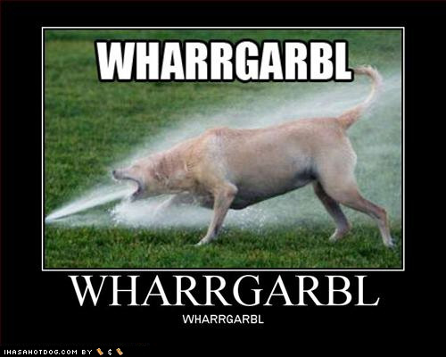 funny-dog-pictures-loldogs-wharrgarbl.jpg