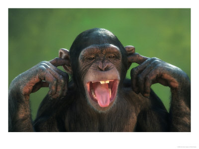 chimpanzee-with-its-fingers-in-its-ears.jpg