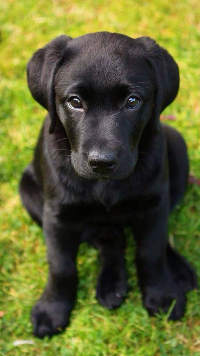 Black-puppy-lab.jpg