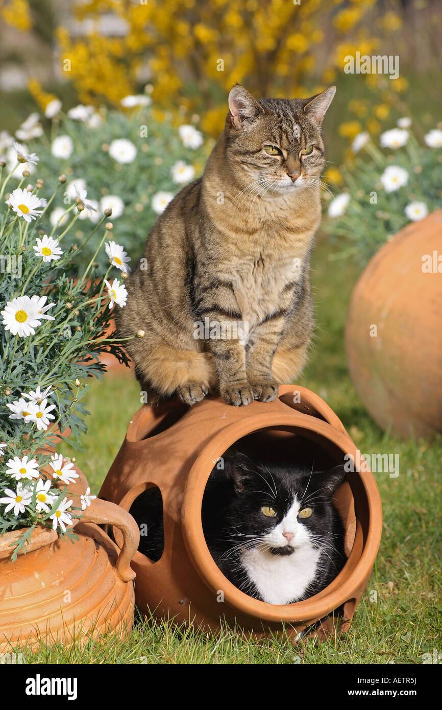 two-domestic-cats-in-garden-AETR5J.jpg
