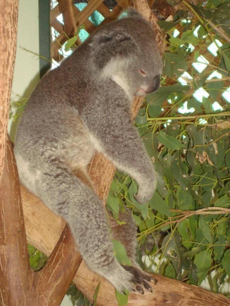 cute-koala-photo_989403-770tall.jpg