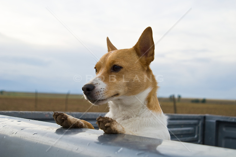 Jack-Russell-Dog-riding-in-the-back-of-a-truck-on-a-ranch.jpg