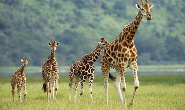 Giraffes-in-the-wild-that-are-in-danger-543940.jpg