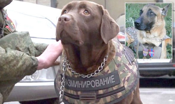 Russia-releases-dog-armour-weeks-after-death-of-French-police-hound-Diesel-622840.jpg