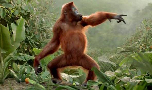 orangutan_i_like_to_move_it-465596.jpg