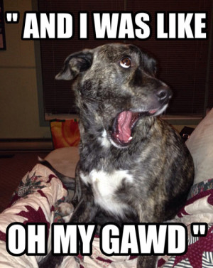 755159214-funny-picture-dog-face-amazed-fancy.jpg
