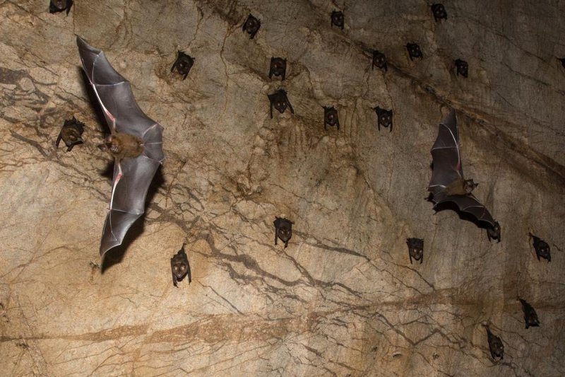 Researchers-find-SARS-like-virus-that-can-jump-from-bats-to-humans.jpg