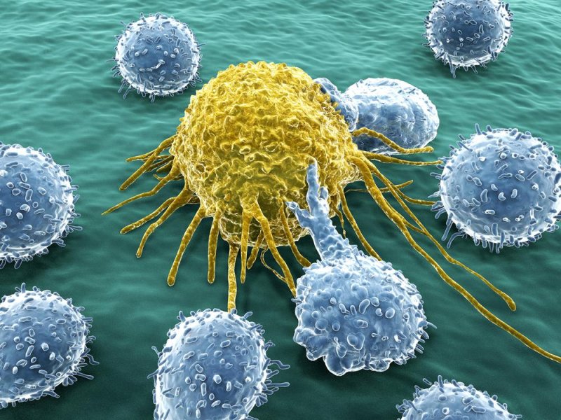 Immune-mechanism-protecting-tumors-can-be-turned-against-them.jpg